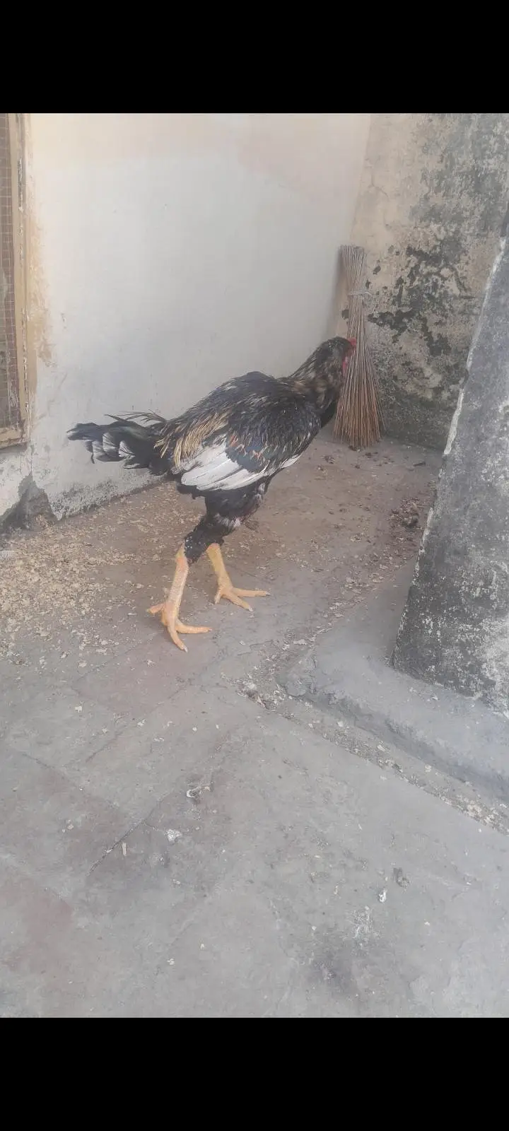 Aseel Jawa Murgha For Sale — photo 2