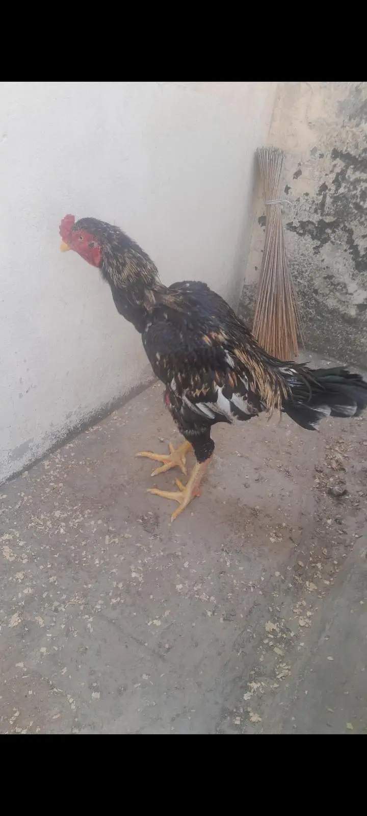 Aseel Jawa Murgha For Sale — photo 3