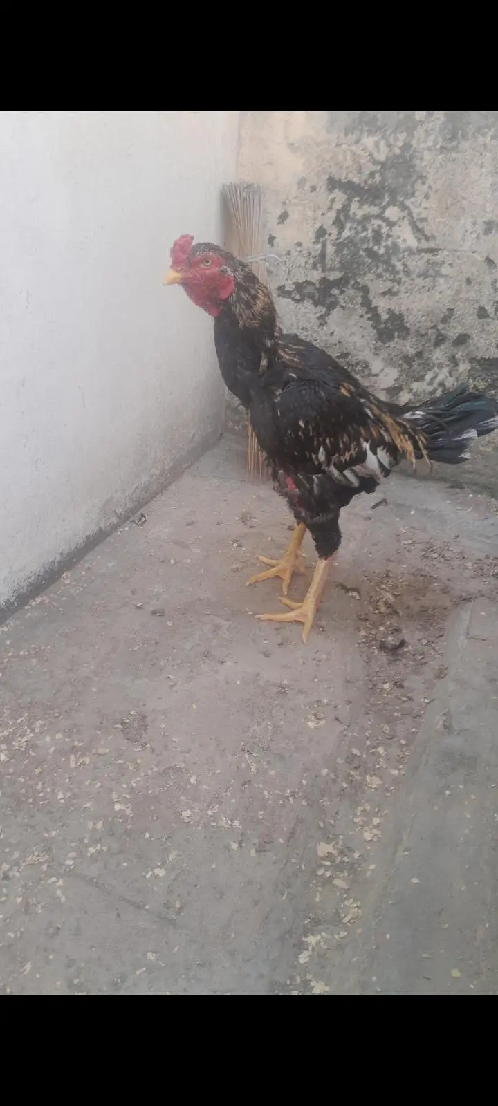 Aseel Jawa Murgha For Sale — photo 4