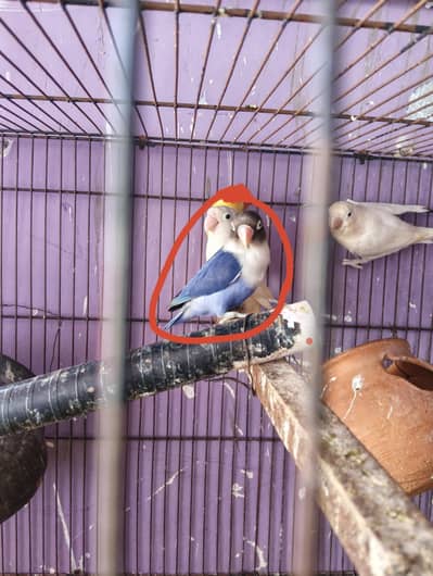 lovebird breeder pair and male