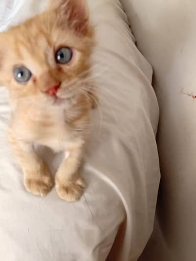 Kitten for sale