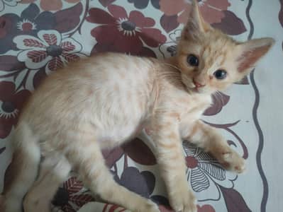 Kitten for sale