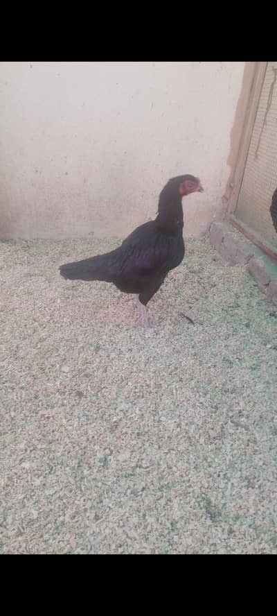 Aseel Mushki Murghi For Sale