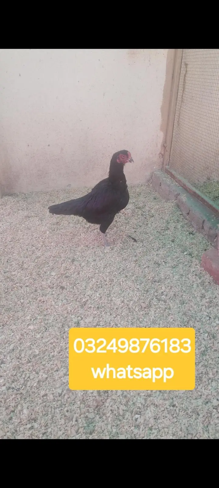 Aseel Mushki Murghi For Sale — photo 2