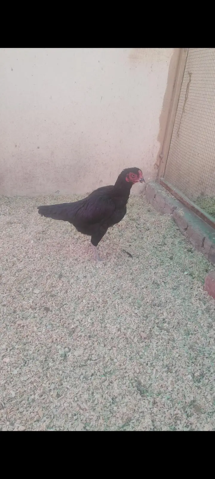 Aseel Mushki Murghi For Sale — photo 3