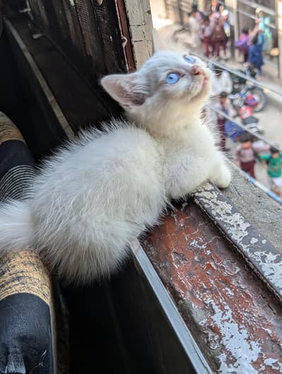 baby cats pair