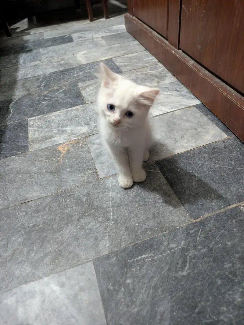 baby cats pair — photo 2