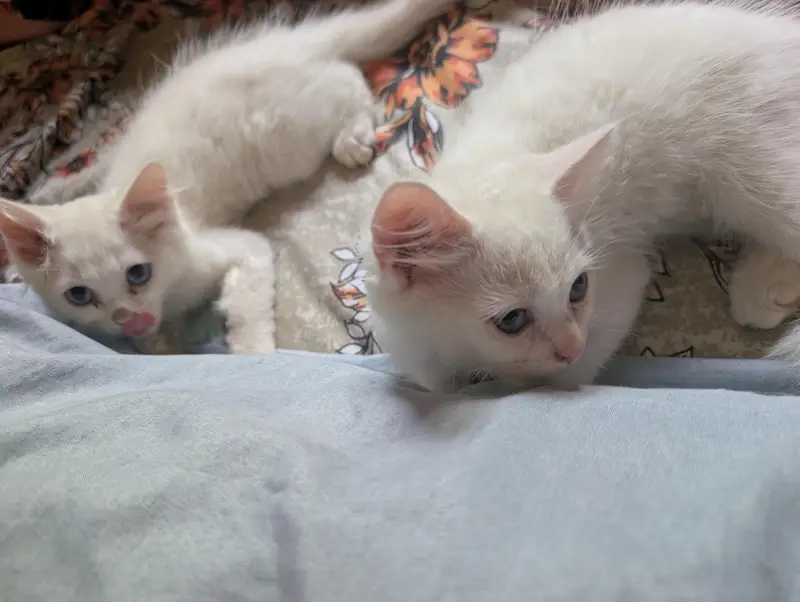 baby cats pair — photo 3