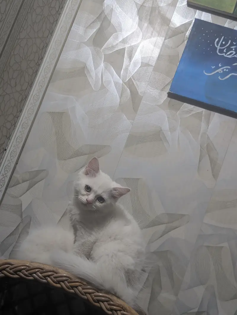 baby cats pair — photo 4