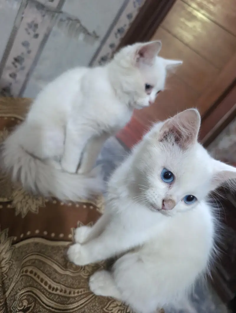 baby cats pair — photo 5