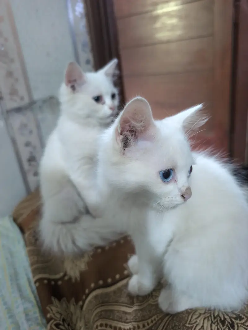 baby cats pair — photo 6