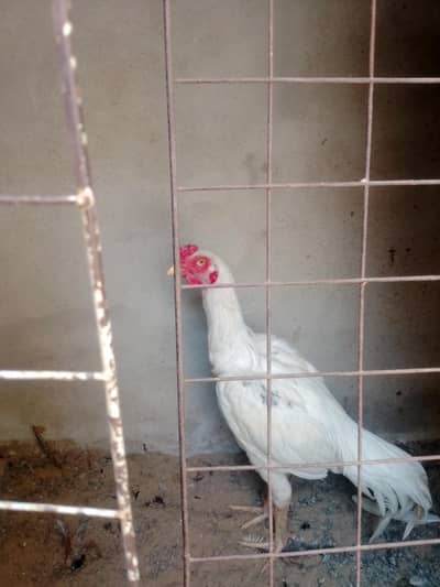pure aseel murga Heera and mushka aseel home bread for sale