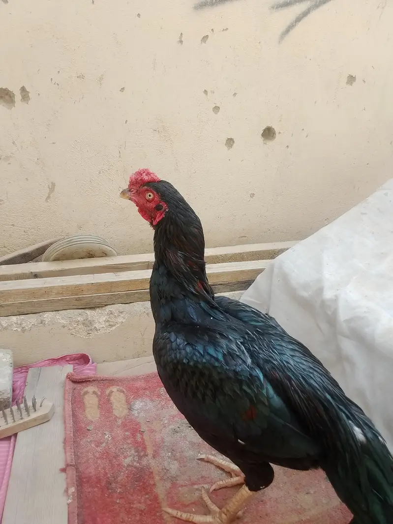 pure aseel murga Heera and mushka aseel home bread for sale — photo 2