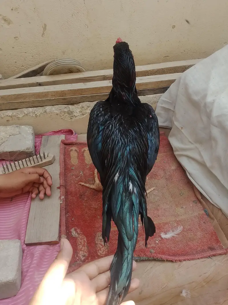 pure aseel murga Heera and mushka aseel home bread for sale — photo 3