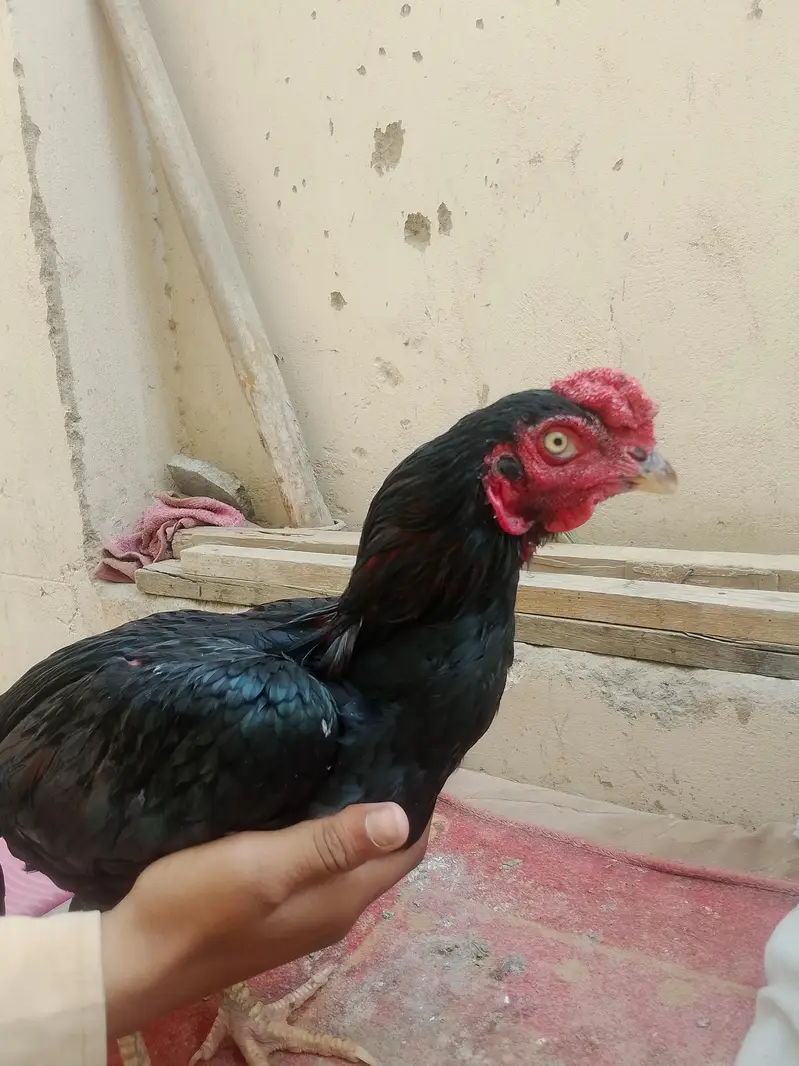 pure aseel murga Heera and mushka aseel home bread for sale — photo 4