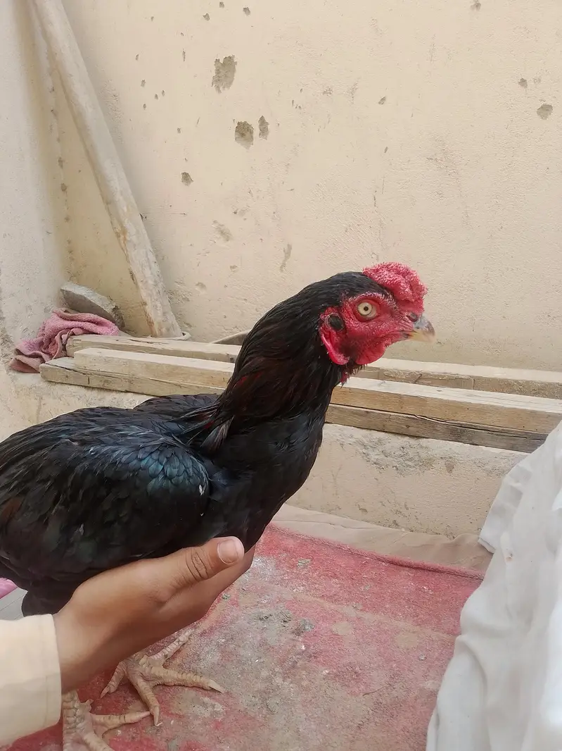 pure aseel murga Heera and mushka aseel home bread for sale — photo 5