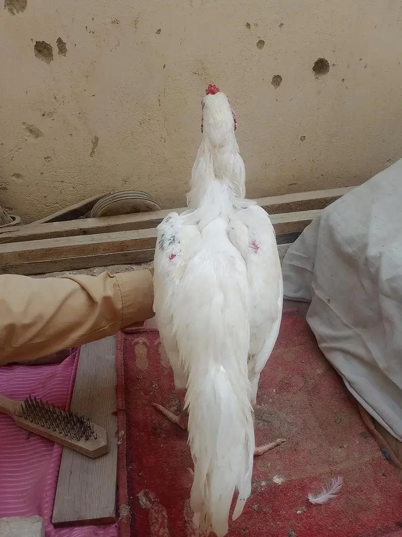 pure aseel murga Heera and mushka aseel home bread for sale — photo 6