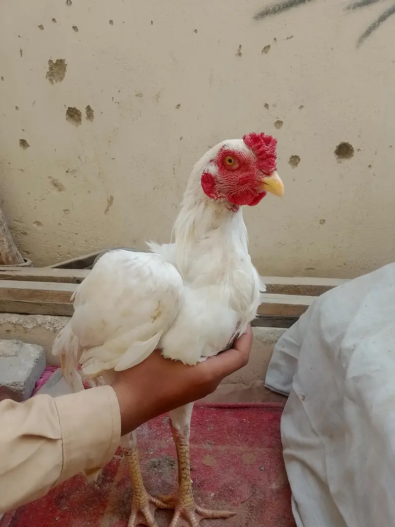 pure aseel murga Heera and mushka aseel home bread for sale — photo 7