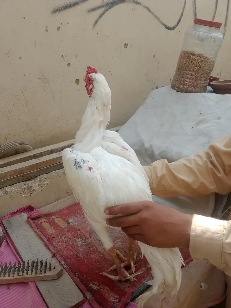 pure aseel murga Heera and mushka aseel home bread for sale — photo 8