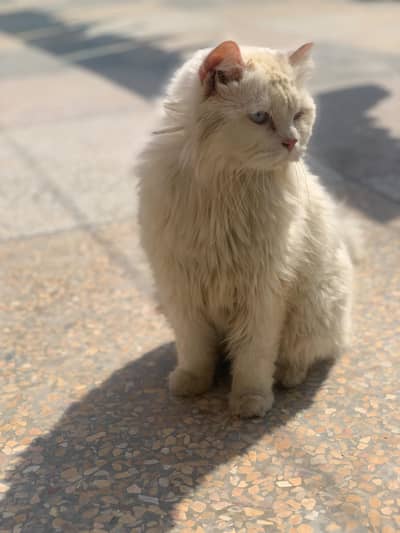 white persian cat