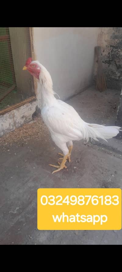 Aseel Heera Murgha For Sale