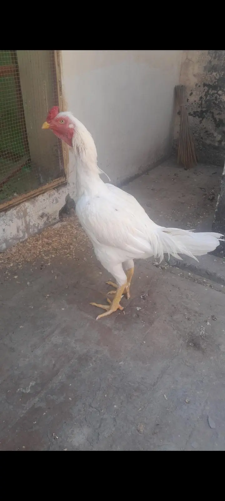 Aseel Heera Murgha For Sale — photo 2