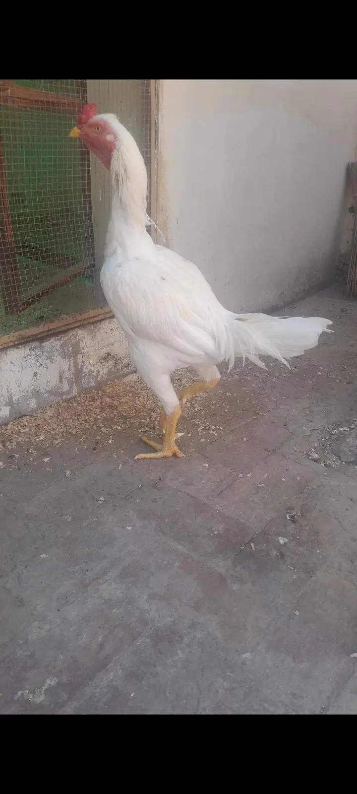 Aseel Heera Murgha For Sale — photo 3