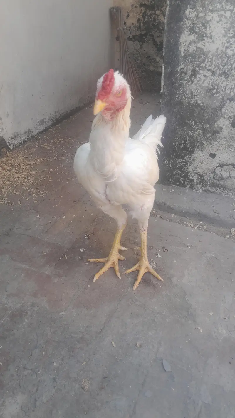 Aseel Heera Murgha For Sale — photo 4