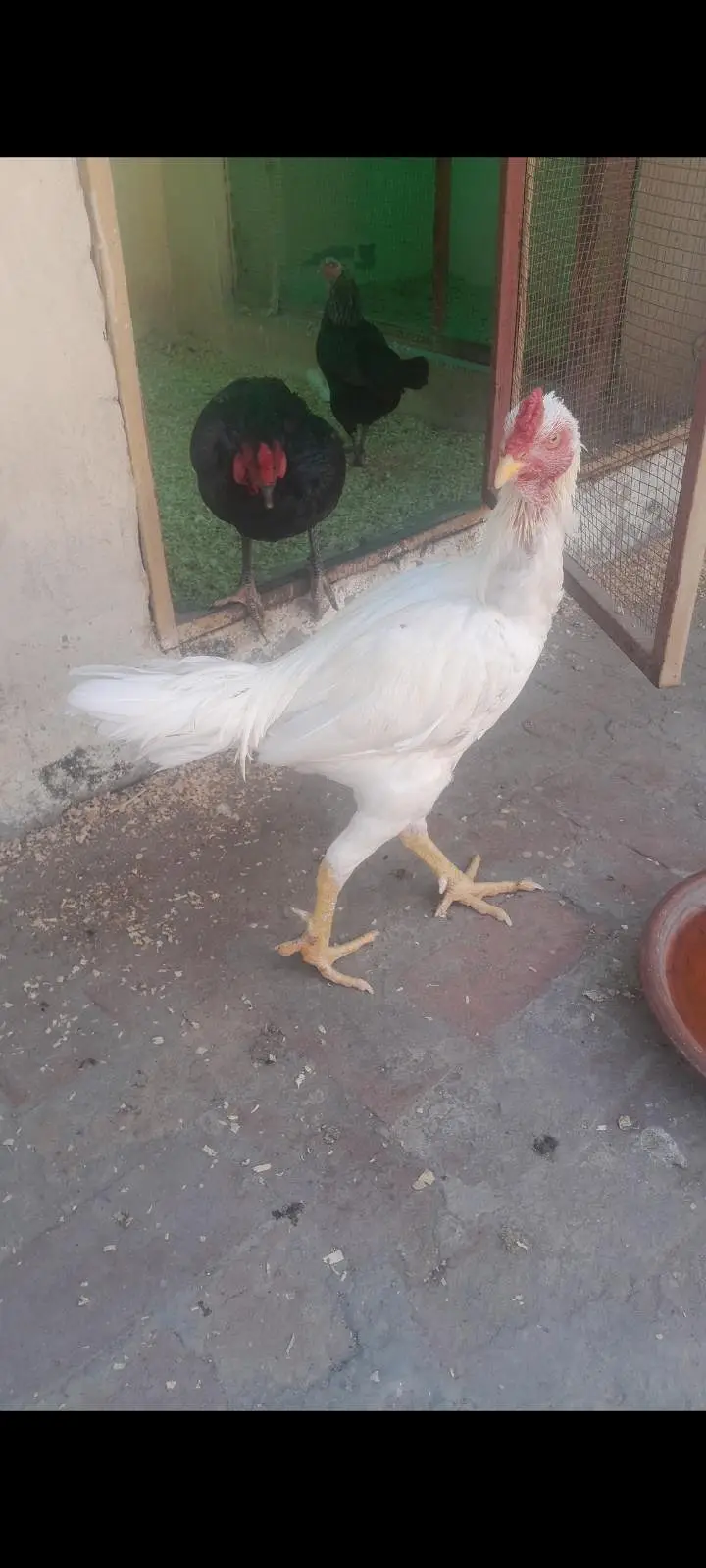 Aseel Heera Murgha For Sale — photo 5