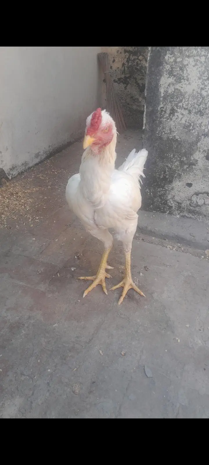 Aseel Heera Murgha For Sale — photo 6