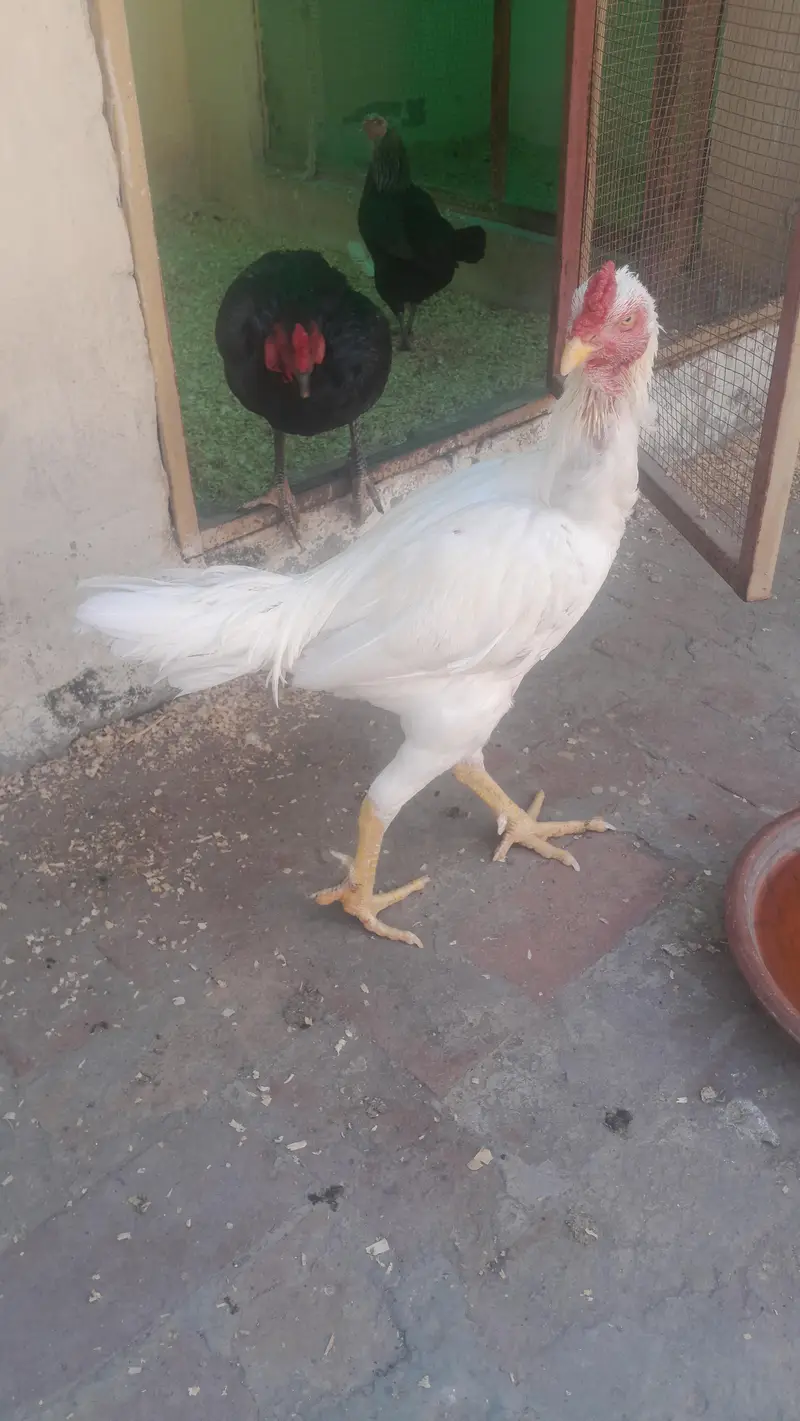 Aseel Heera Murgha For Sale — photo 7