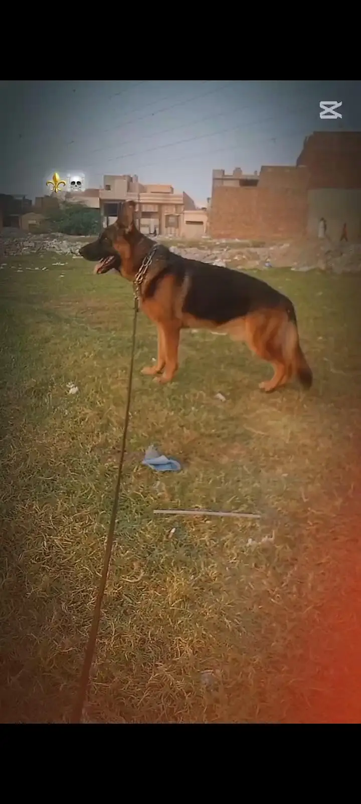 German shepherd male — photo 2