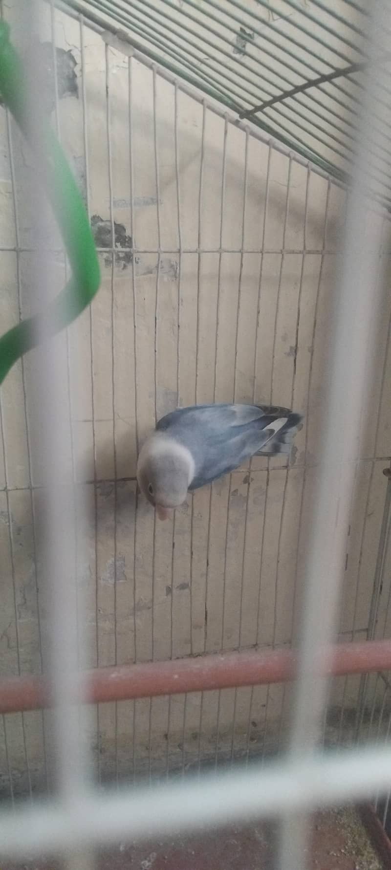 2 parrot 1