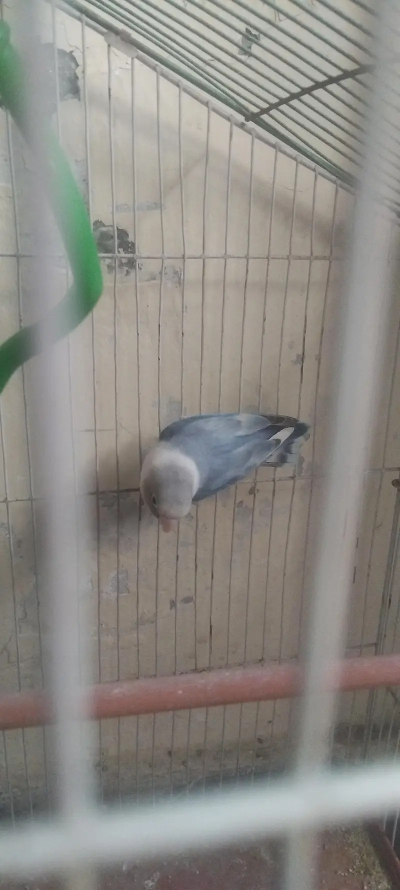 2 parrot — photo 2
