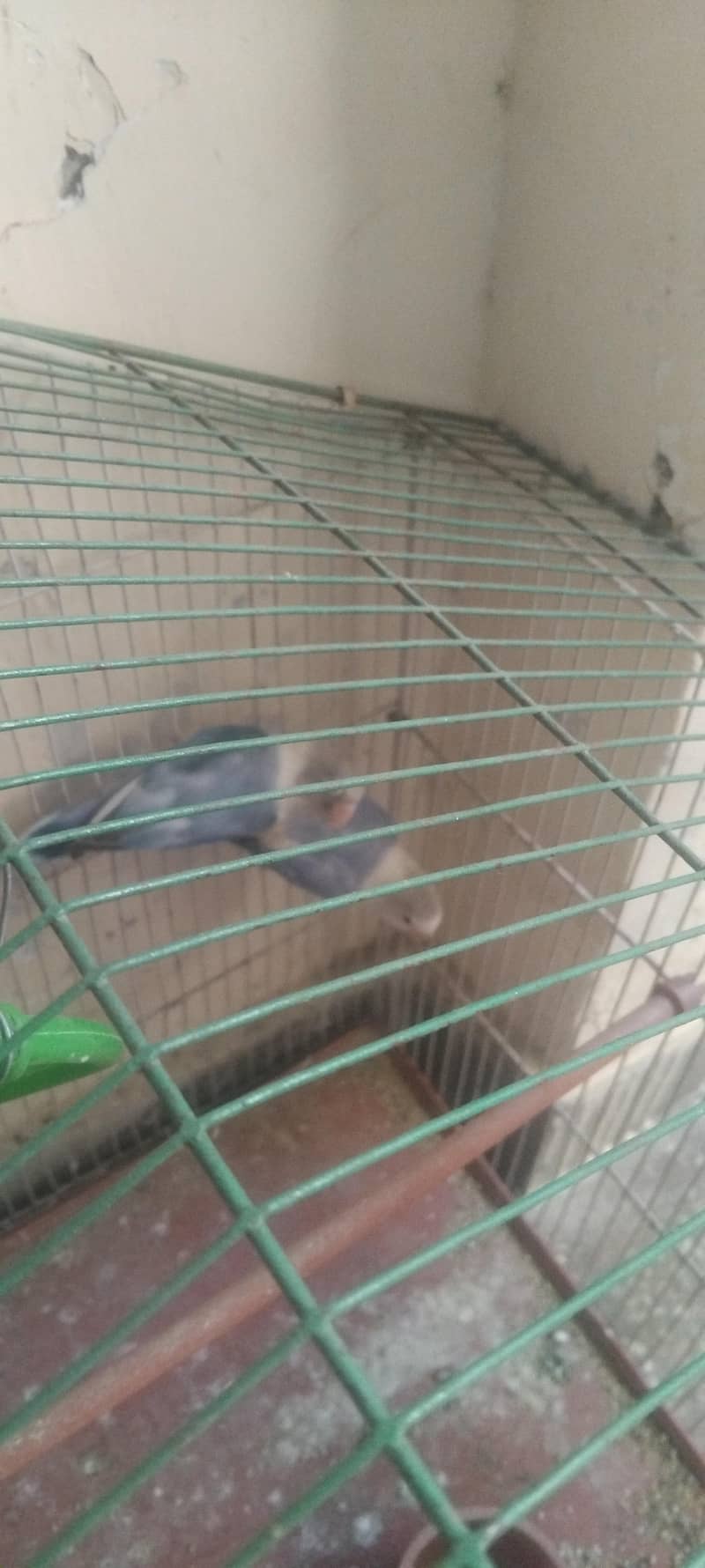 2 parrot 2
