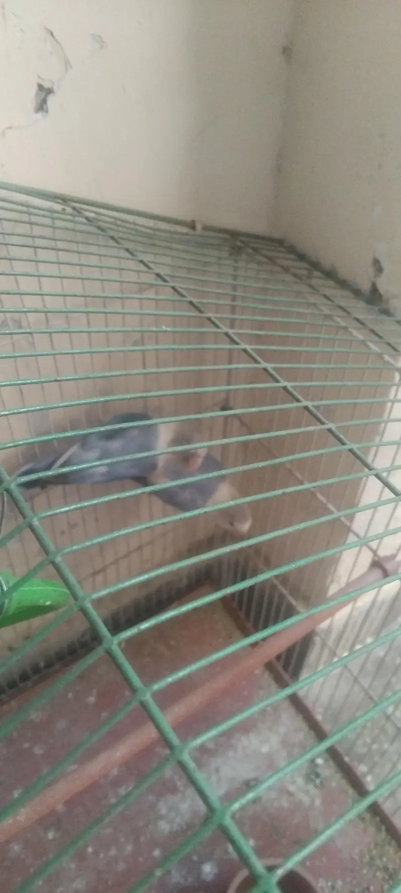 2 parrot — photo 3