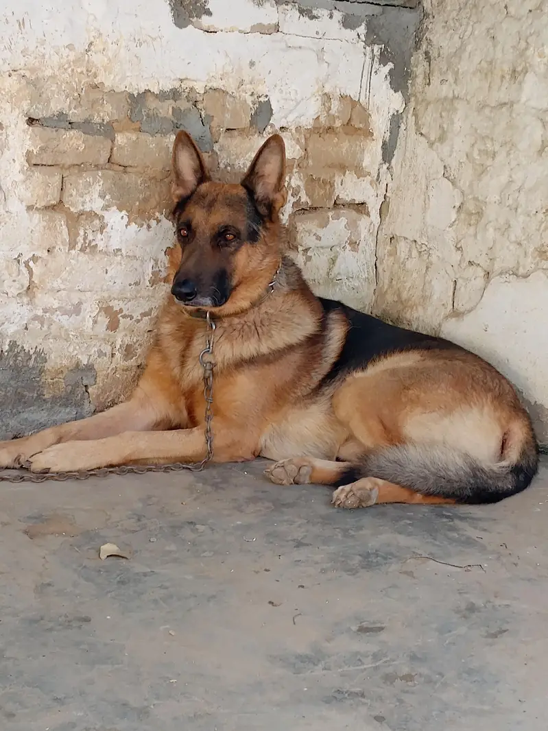 German shepherd big size — photo 3