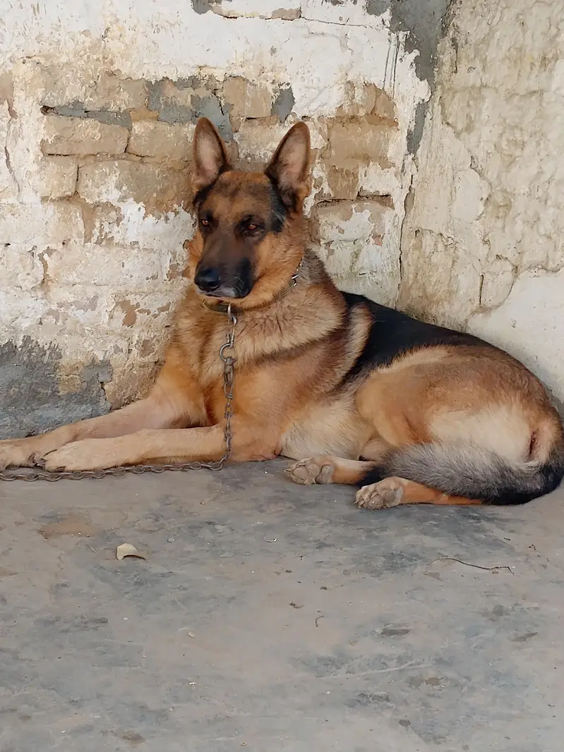German shepherd big size — photo 4