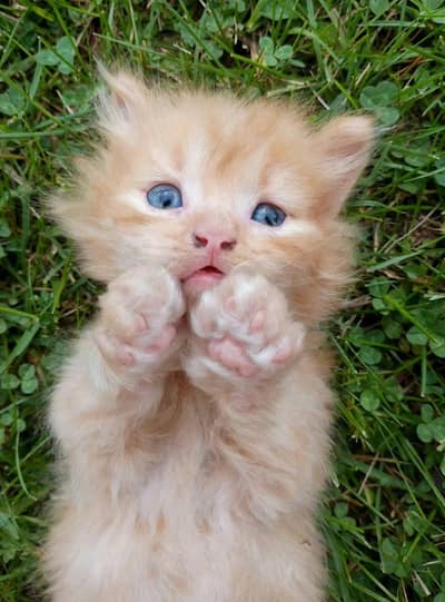 Persian Ginger kitten for Sale
