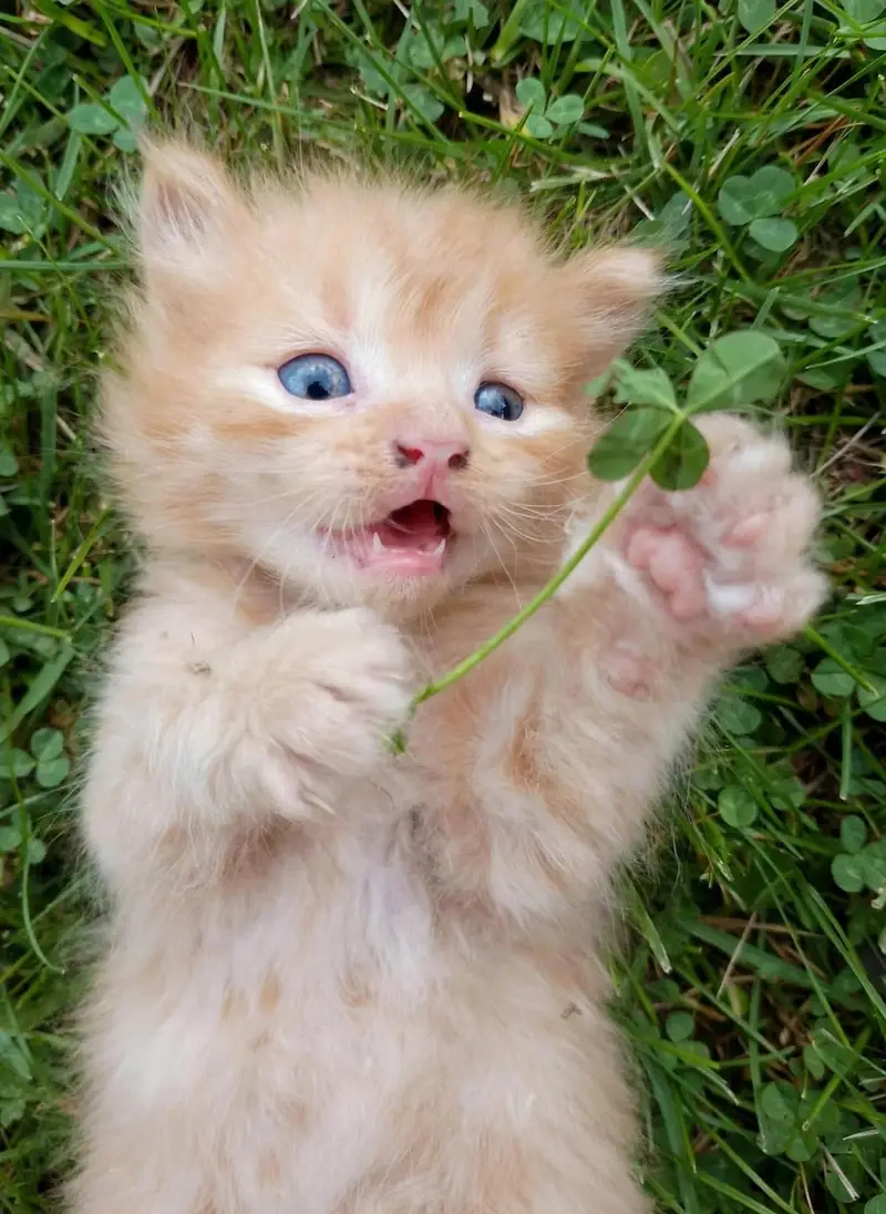 Persian Ginger kitten for Sale — photo 2