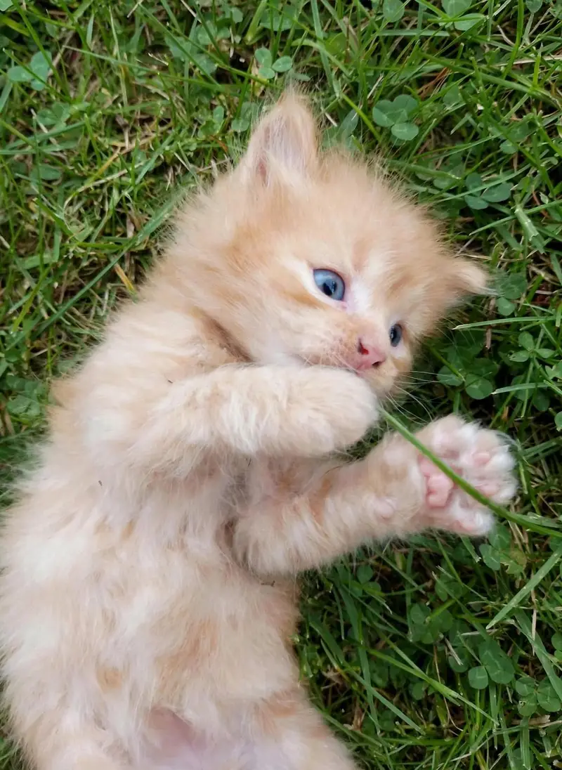 Persian Ginger kitten for Sale — photo 3