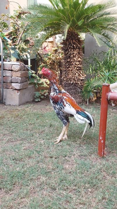 1 male 2 female ha ghar ki home breed bhot achii quality me ha.