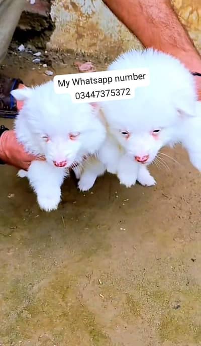 Russian puppy fore sale