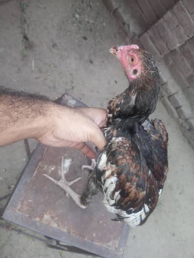 aseell morgy ki quality of life