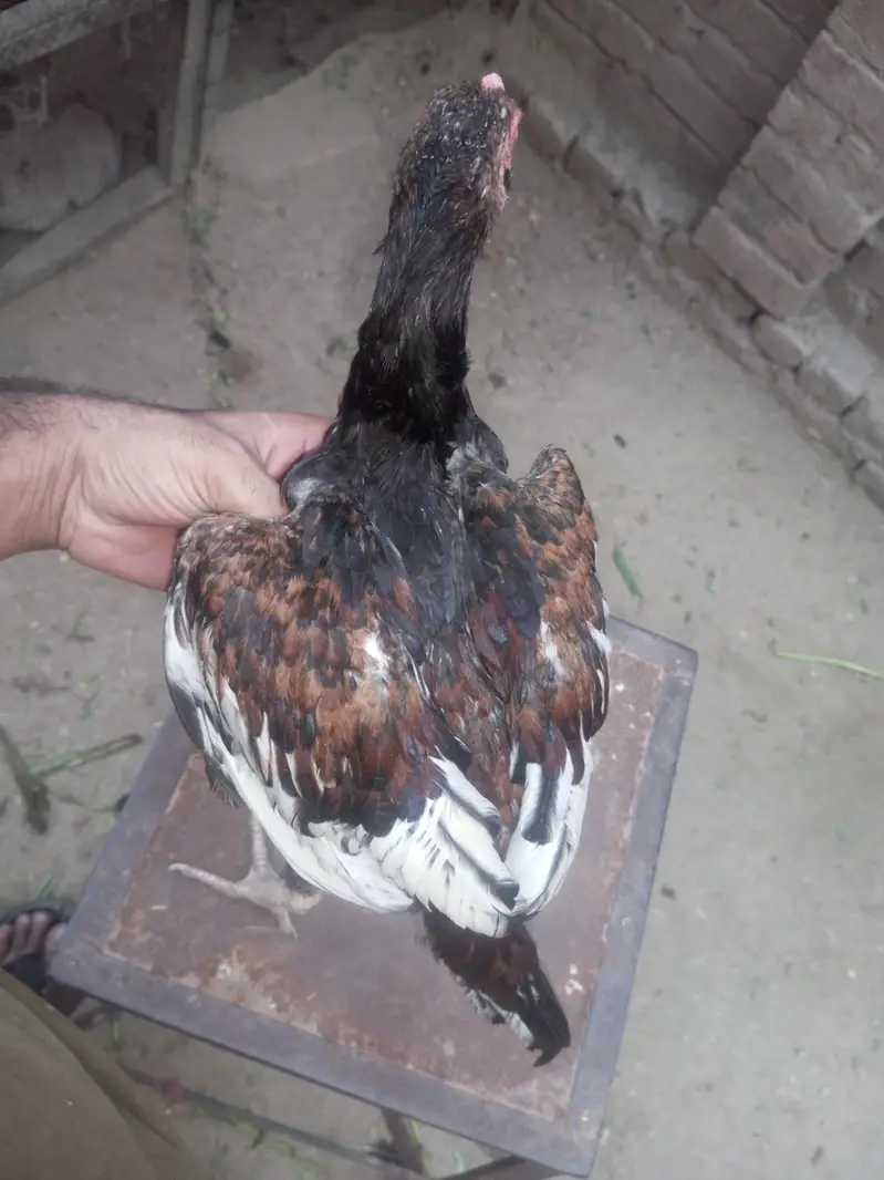 aseell morgy ki quality of life — photo 2