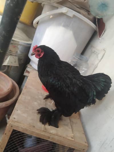 YOUNG FANCY BANTUM