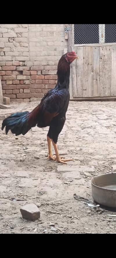 Lakha Murga For Sale