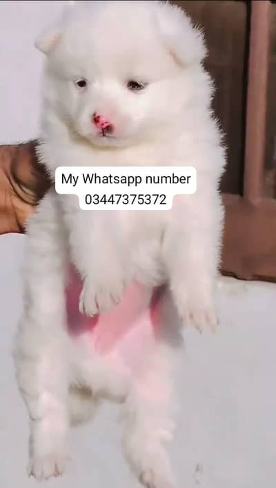 Russian puppy fore sale