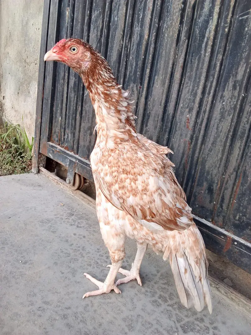 kuli dum wali madi khari taktii ma what's up nbr 03183396127 — photo 2