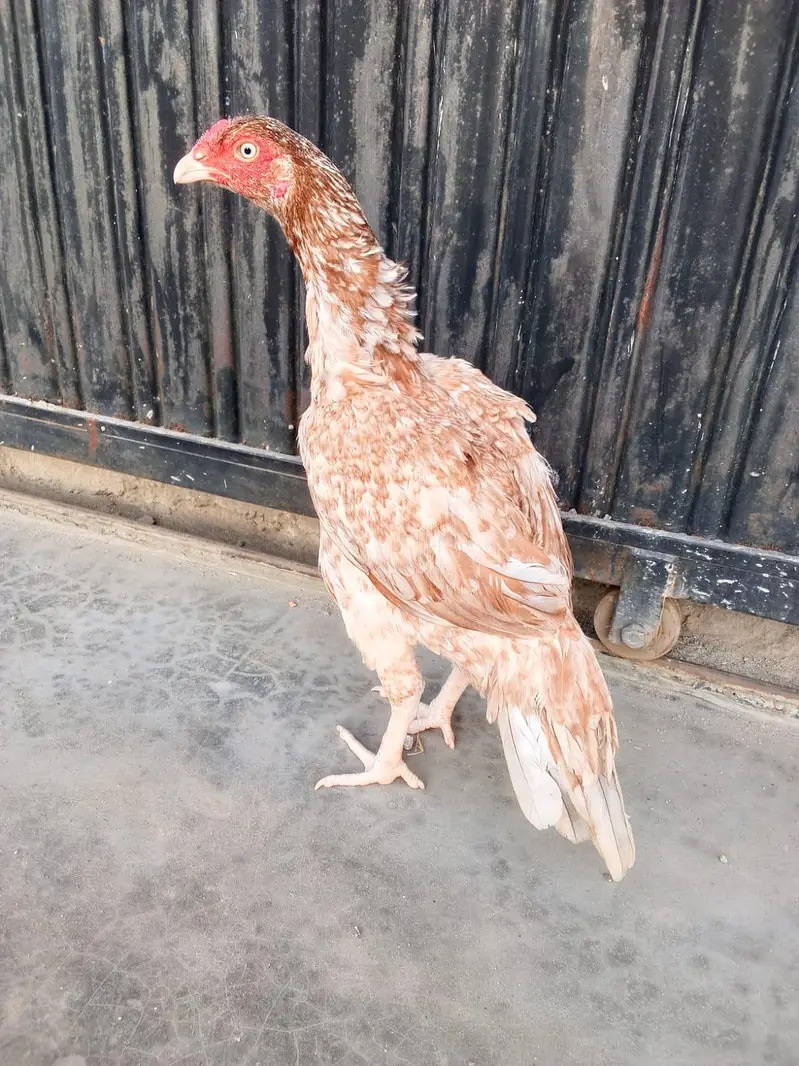 kuli dum wali madi khari taktii ma what's up nbr 03183396127 — photo 3